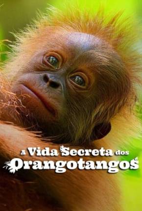 Filme A Vida Secreta dos Orangotangos Dublado / Dual Áudio